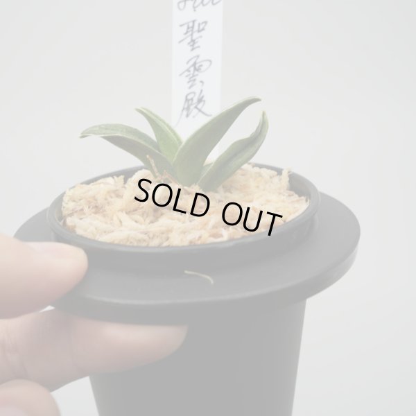 画像3: 9.聖雲殿（芋吹き）