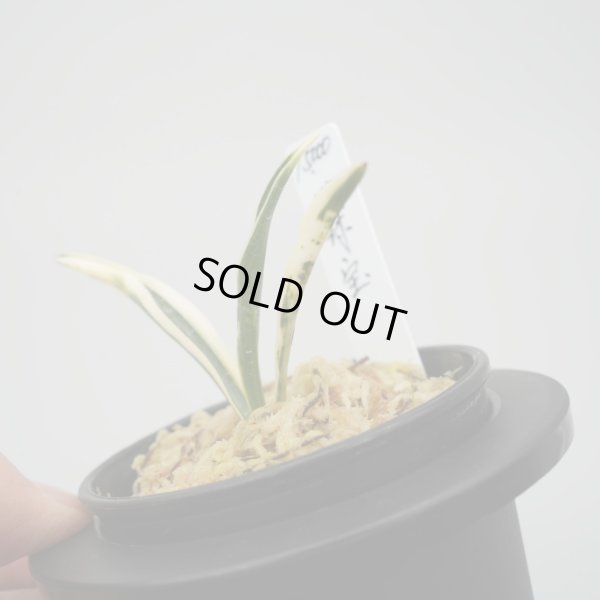 画像3: 11.地球宝