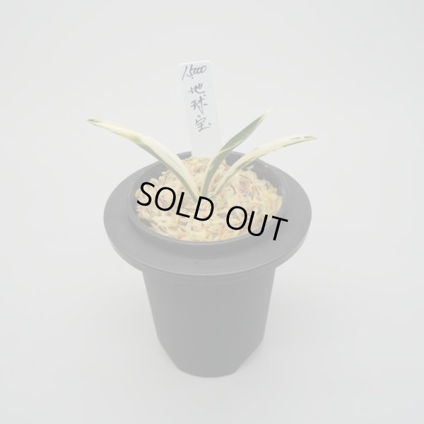 画像1: 11.地球宝