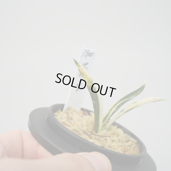 画像4: 11.地球宝