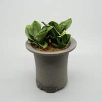 【引っ越し万年青】N/OH / Glay ＋ 福包 / 2