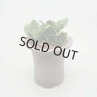 【引っ越し万年青】N/OH / Glay ＋ 福包 / 2