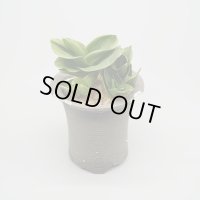 【引っ越し万年青】N/OH / Glay ＋ 福包 