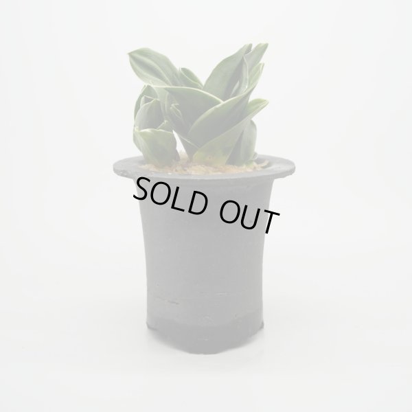 画像2: 【引っ越し万年青】N/OH / Black ＋ 福包 