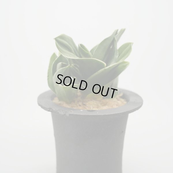 画像3: 【引っ越し万年青】N/OH / Black ＋ 福包 