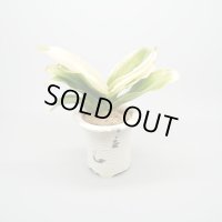 【引っ越し万年青】N/OH /  White ＋ 福の光