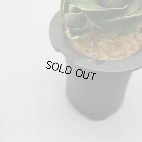 画像5: 【引っ越し万年青】N/OH / Black ＋ 福包 