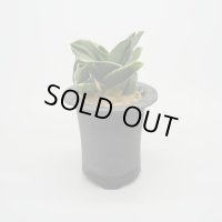 【引っ越し万年青】N/OH / Black ＋ 福包 