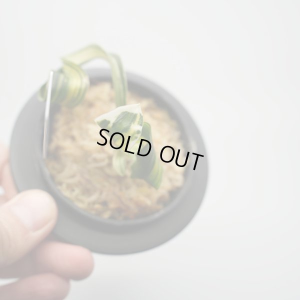 画像4: 17.輪波錦