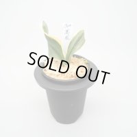 9.萬風（覆輪）