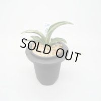 8.愛玉殿（2才 上木）