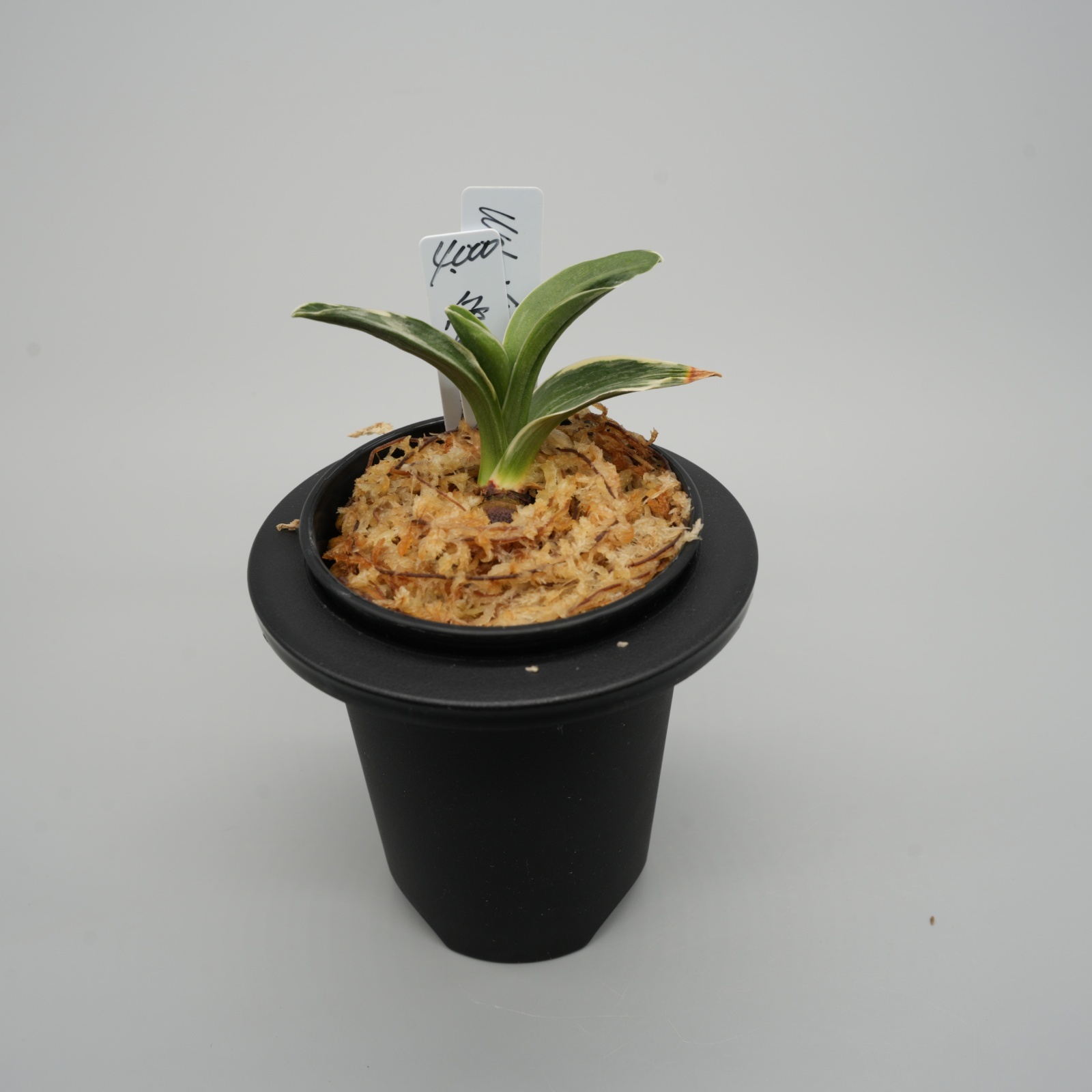 24.愛玉殿（芋吹き）