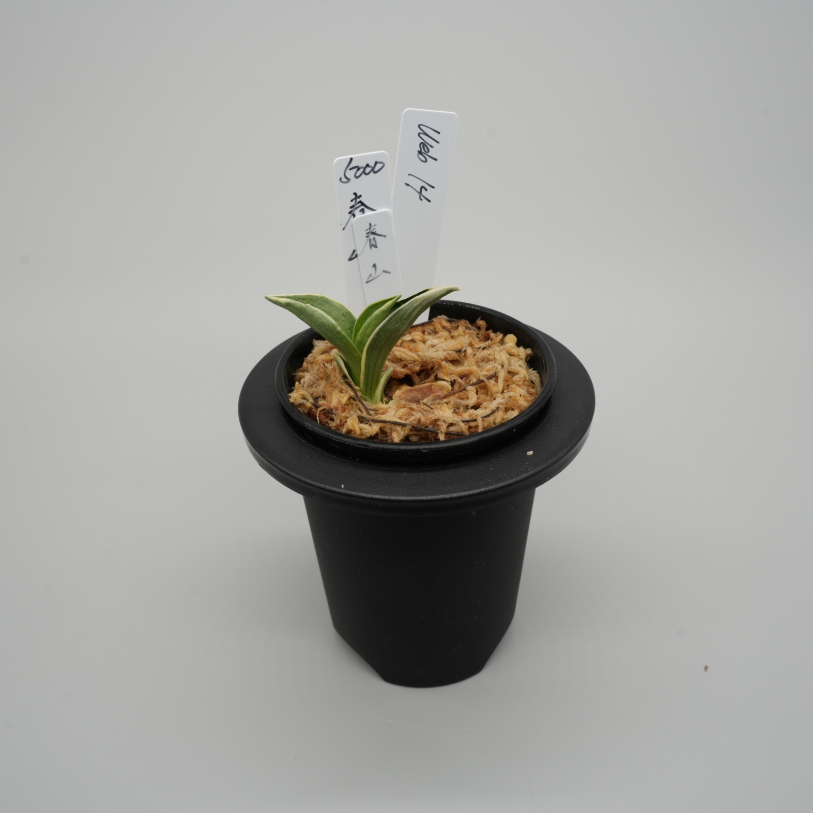 14.春山（芋吹き）