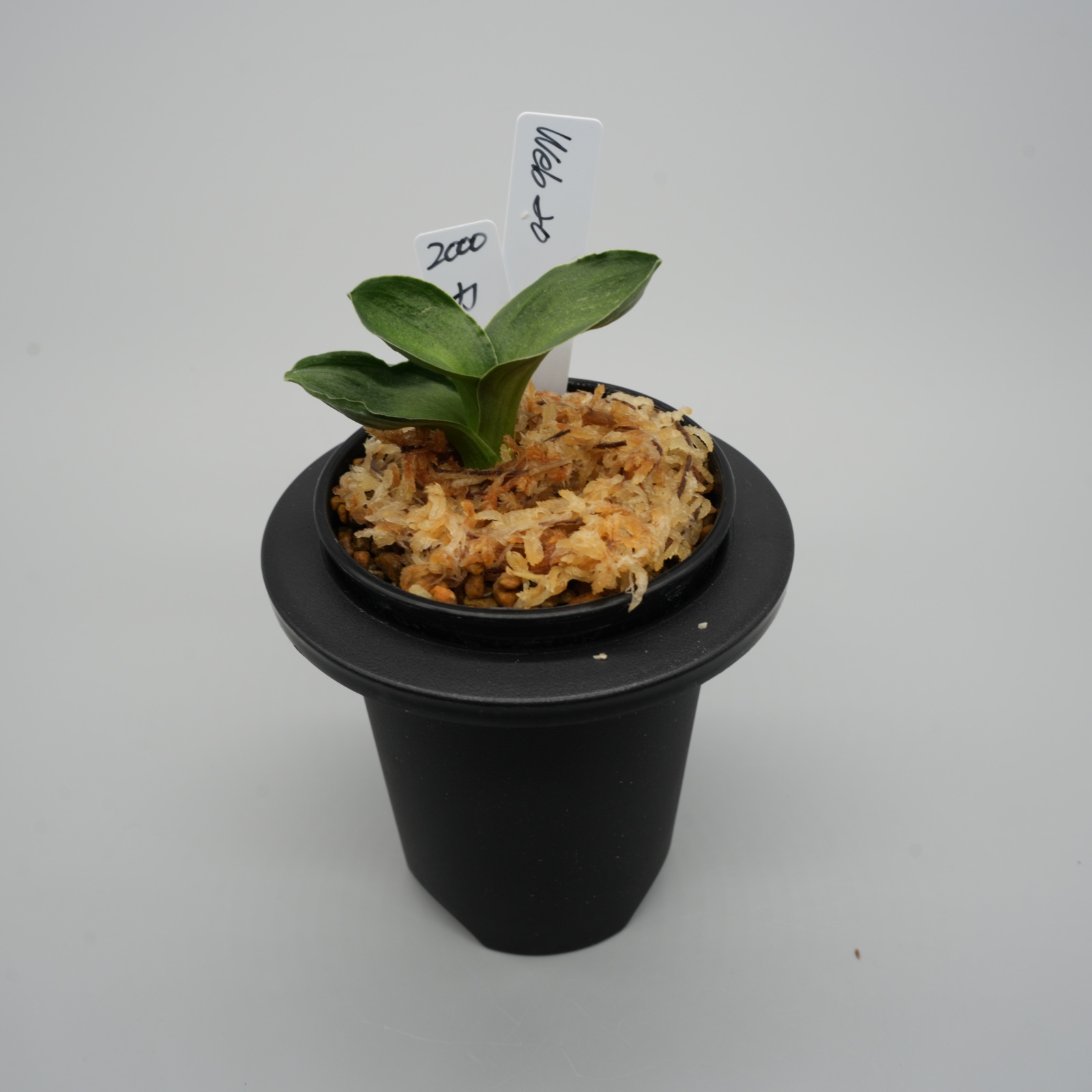 20.力和（青 芋吹き）