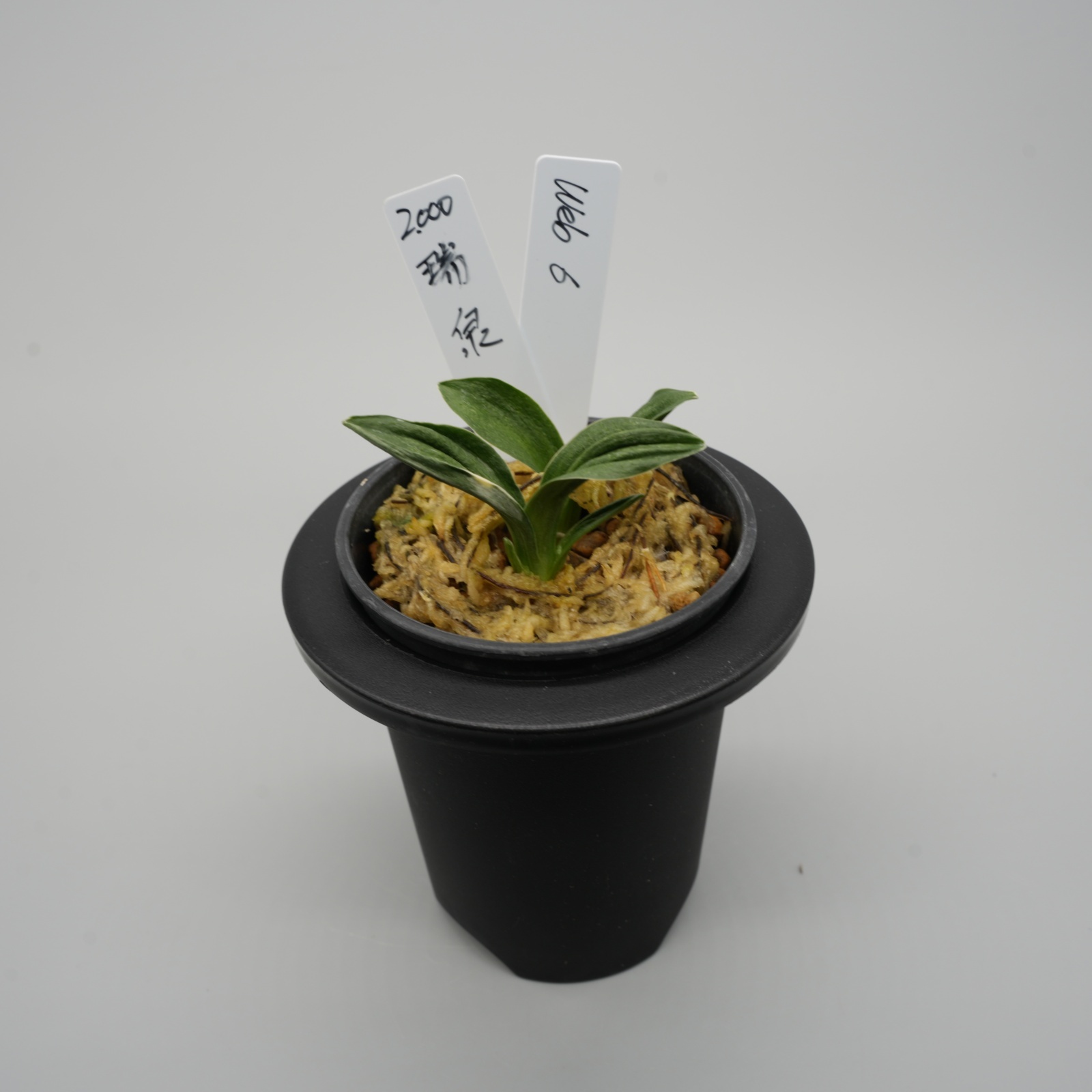 6.瑞泉（芋吹き）