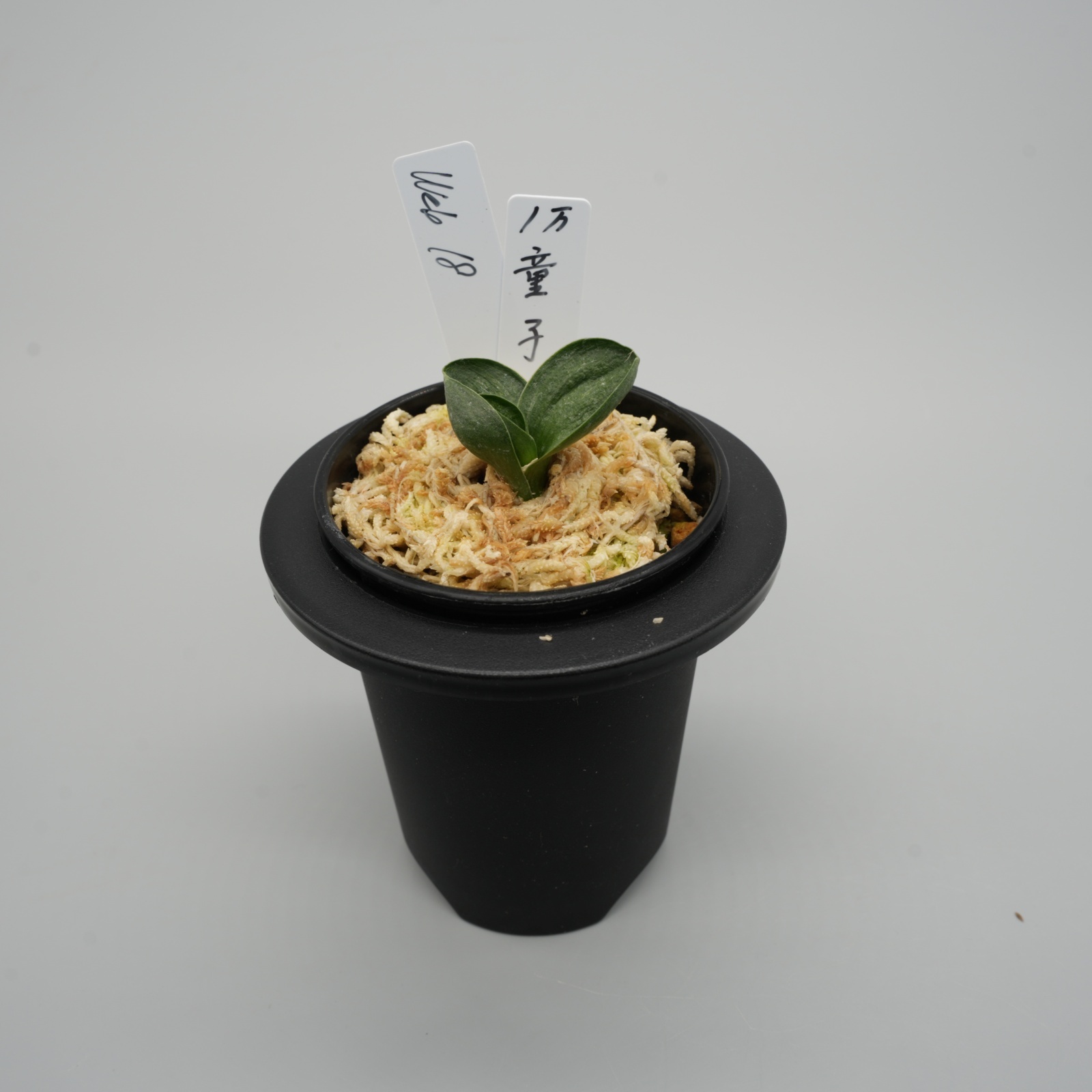 18.童子（芋吹き）