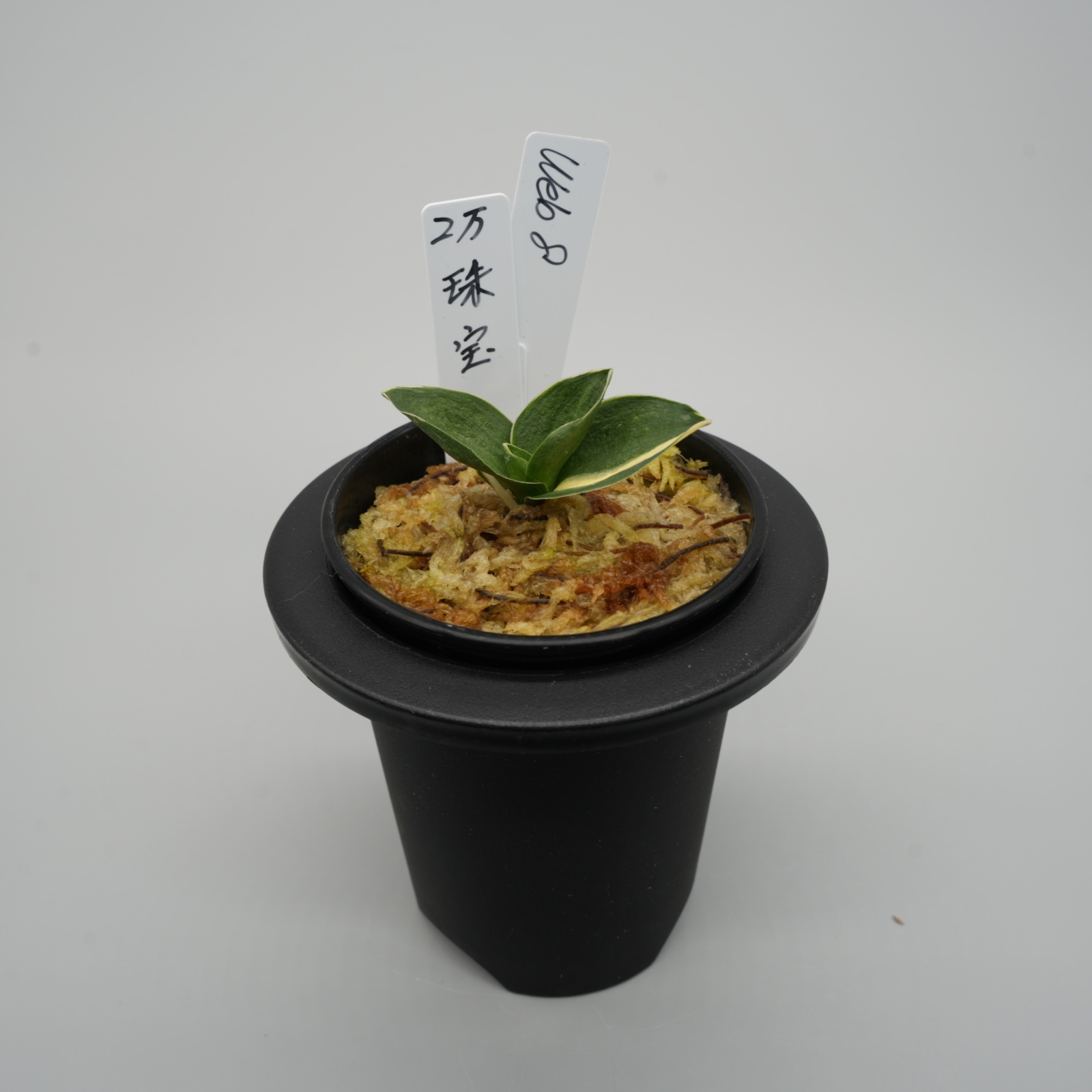 8.珠宝（芋吹き）
