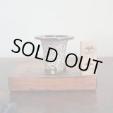 画像: 万年青鉢 /（3.0号）/ 41