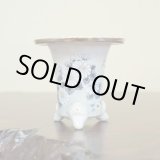 画像: 万年青鉢 /（3.3号）/ 71