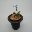 画像1: 3.瑞泉（芋吹き） (1)