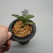 画像2: 24.愛玉殿（芋吹き） (2)