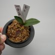 画像2: 22.愛玉殿（芋吹き） (2)