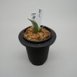 画像1: 23.愛玉殿（芋吹き） (1)