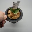 画像2: 15.鹿島錦（上芋吹き） (2)