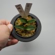 画像2: 6.瑞泉（芋吹き） (2)