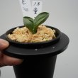画像3: 18.童子（芋吹き） (3)