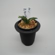 画像1: 21.愛玉殿（芋吹き） (1)