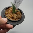 画像3: 23.愛玉殿（芋吹き） (3)