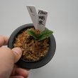 画像2: 3.瑞泉（芋吹き） (2)