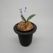 画像1: 22.愛玉殿（芋吹き） (1)