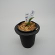 画像1: 5.瑞泉（芋吹き） (1)