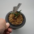 画像2: 7.富貴殿（芋吹き） (2)