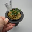 画像3: 6.瑞泉（芋吹き） (3)
