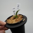 画像3: 5.瑞泉（芋吹き） (3)