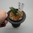 画像2: 21.愛玉殿（芋吹き） (2)