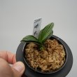 画像2: 1.瑞泉（芋吹き） (2)
