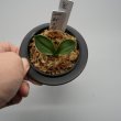 画像2: 11.新生殿（芋吹き） (2)