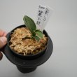 画像2: 17.麗玉殿（芋吹き） (2)