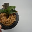 画像3: 24.愛玉殿（芋吹き） (3)