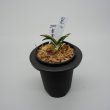 画像1: 7.富貴殿（芋吹き） (1)