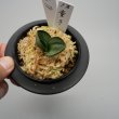 画像2: 18.童子（芋吹き） (2)