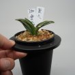 画像3: 21.愛玉殿（芋吹き） (3)