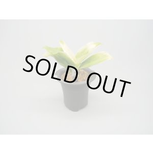 画像: N/OH / Glay + 福の光【引っ越し万年青にも】