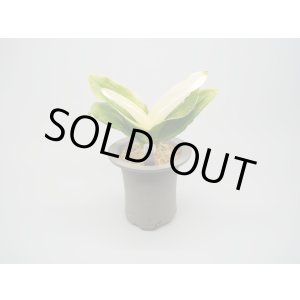 画像: N/OH / Glay / 2 +福の光【引っ越し万年青にも】