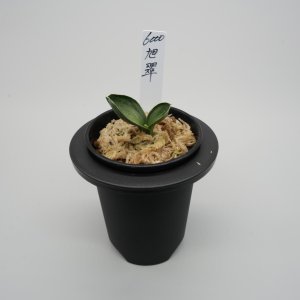画像: 17.旭翠（芋吹き）