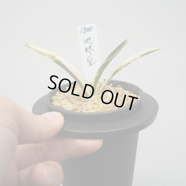 画像2: 11.地球宝 (2)